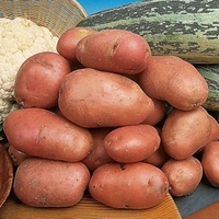 Seed Potatoes - Desiree 5kg