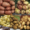 Seed Potatoes - Dobies Must Have Collection