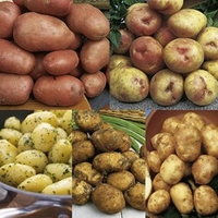 Seed Potatoes - Dobies Must Have Collection
