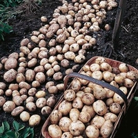 Seed Potatoes - Foremost 1kg