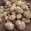Seed Potatoes - Gemson 1kg