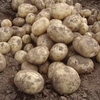 Seed Potatoes - Gemson