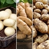 Seed Potatoes - Gourmet Patio Refill Pack - Large