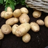 Seed Potatoes - Home Guard (First Early)