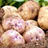 Seed Potatoes - Kestrel 5kg