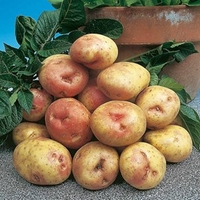 Seed Potatoes - King Edward 1kg