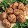 Seed Potatoes - Maris Bard 1kg