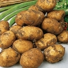 Seed Potatoes - Maris Peer 1kg