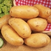 Seed Potatoes - Nicola 1kg
