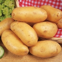 Seed Potatoes - Nicola 1kg