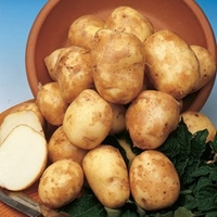 Seed Potatoes - Pentland Javelin 1kg