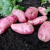 Seed Potatoes - Red Emmalie