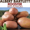 Seed Potatoes - Rooster 1kg