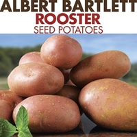 Seed Potatoes - Rooster 1kg