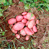 Seed Potatoes - Sarpo Axona