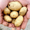Seed Potatoes - Sarpo Kifli
