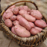Seed Potatoes - Sarpo Mira 1kg