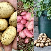 Seed Potatoes - Sarpo Potato Kit