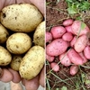 Seed Potatoes - Sarpo Twin Pack