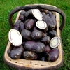 Seed Potatoes - Shetland Black (Second Early)