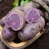 Seed Potatoes - Twin Pack