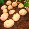 Seed Potatoes - Vales Sovereign 1kg