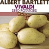Seed Potatoes - Vivaldi 1kg
