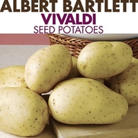 Seed Potatoes - Vivaldi 1kg