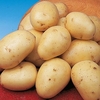 Seed Potatoes - Winston 1kg