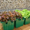 Self Watering Planter - Green x 3