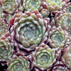 Sempervivum arach Plant - Rubrum