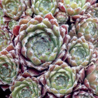 Sempervivum arach Plant - Rubrum