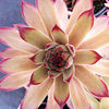Sempervivum Plant - Maia