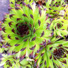 Sempervivum Plant - Sirius