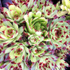 Sempervivum Plants - Capella
