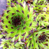 Sempervivum Plants - Sirius