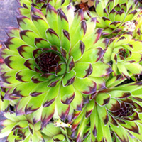 Sempervivum Plants - Sirius