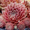 Sempervivum tectorum Plant - Rubin