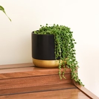 Senecio String of Pearls