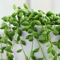 Senecio String of Teardrops