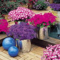 Senetti Collection