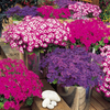 Senetti Mix Plants