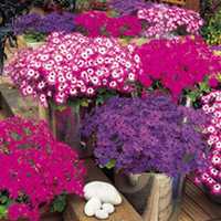 Senetti Mix Plants