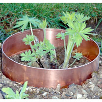 Set of 6 Copper Slug Rings