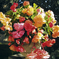 Set of Decorative Spring Planters with Begonia Tubers