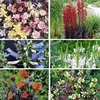 Shady Perennial Plug Plant Collection
