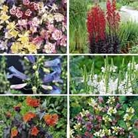 Shady Perennial Plug Plant Collection