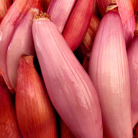 Shallot Banana Plants - Simiane