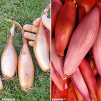 Shallot Banana Plants - Twin Pack