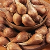 Shallot Bulbs - Autumn Twin Pack